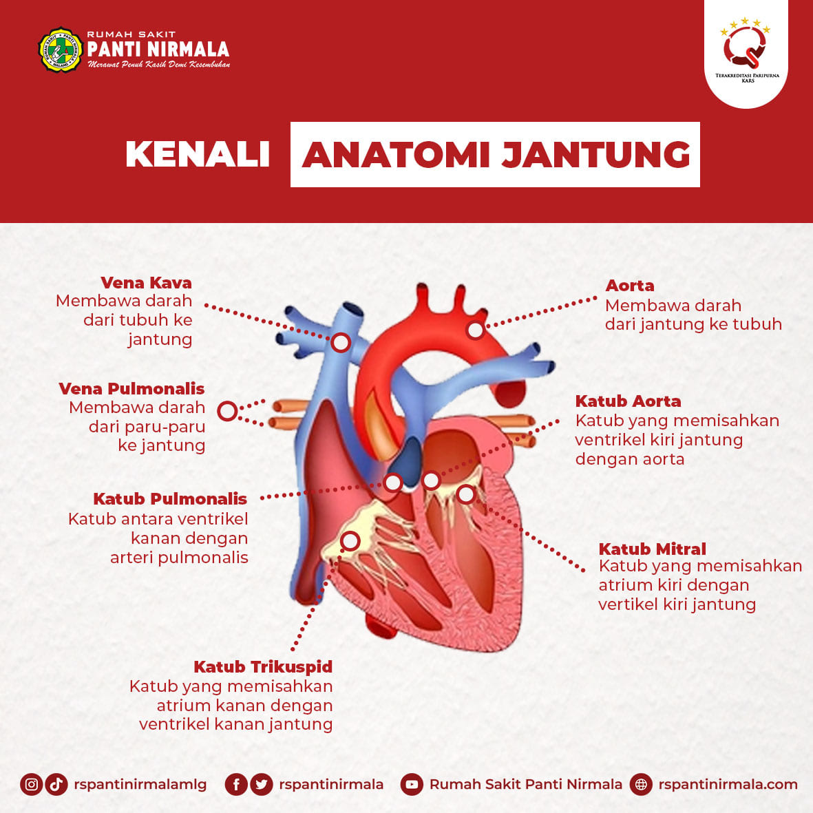 Yuk, mari kita kenali anatomi jantung